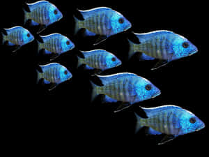 Blue Tropical Fish School900x675 PNG image with transparent background