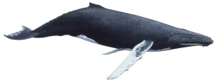 Blue Whale Underwater PNG Image