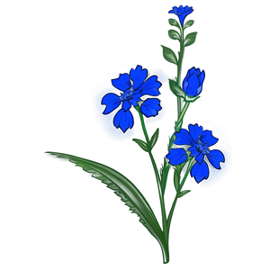 Blue Wildflower PNG 05242024 PNG image with transparent background