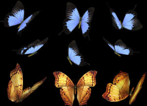 Blueand Orange Butterfliesin Flight PNG image with transparent background