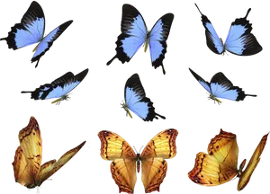 Blueand Orange Butterfliesin Flight PNG Image