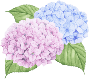 #hydrangea #flower #pink #blue #petals #flowerpink - Hydrangea Wall Decals, HD Png Download PNG image with transparent background