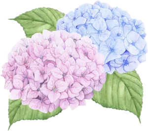 Blueand Pink Hydrangea Watercolor PNG Image