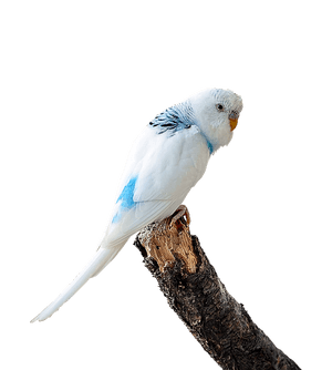 Blueand White Budgerigaron Branch PNG image with transparent background