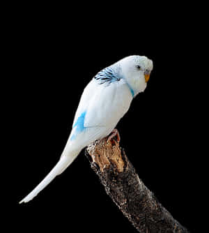 Blueand White Budgerigaron Branch PNG image with transparent background