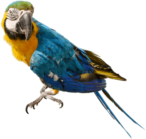 Large Parrot Png Clipart - Parrot Transparent Background PNG image with transparent background
