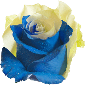 Blue And Yellow Rose Flower Png , Png Download - Yellow And Sky Blue Rose, Transparent Png PNG image with transparent background