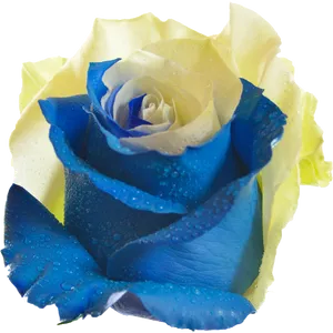 Blueand Yellow Rosewith Dew Drops.png PNG Image