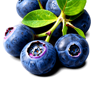 Blueberry Cluster PNG 05242024 PNG image with transparent background