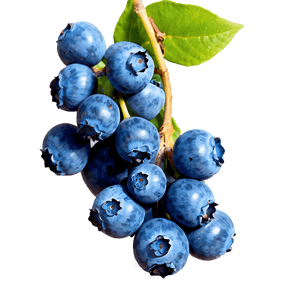 Blueberry Cluster PNG 05242024 PNG image with transparent background