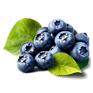 Blueberry Field PNG 05242024 PNG image with transparent background