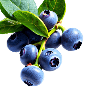 Blueberry Field PNG iat PNG image with transparent background