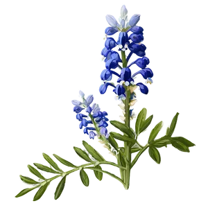 Bluebonnet Floral Pattern Png Jhs PNG Image