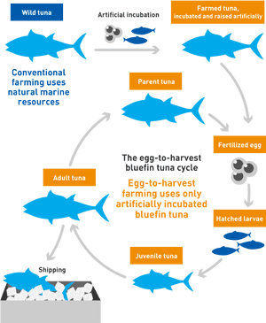 Fish Farms - Bluefin Tuna Life Cycle, HD Png Download PNG