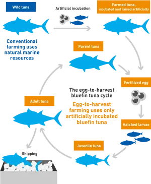 Bluefin Tuna Farming Cycle PNG Image