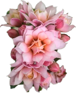 Blushing Pink Kalanchoe Blossom Cluster PNG Image