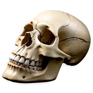 Bone Icons Png 14 PNG Image