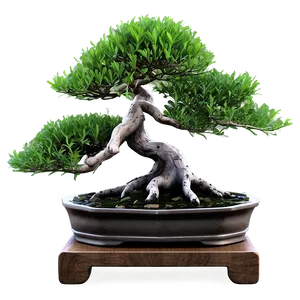 Bonsai Tree Illustration Png 98 PNG Image