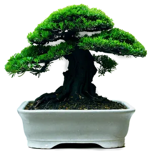 Bonsai Tree Silhouette Png Jbg PNG Image