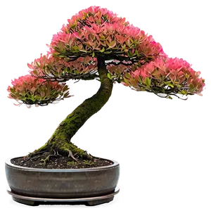 Bonsai Tree Sprouting Png 06202024 PNG Image