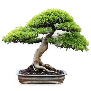 Bonsai Tree Sprouting Png 06202024 PNG Image