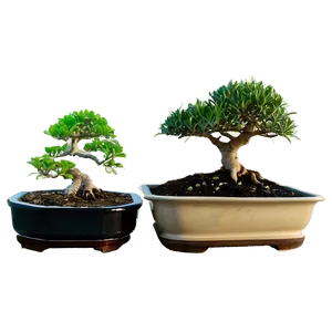 Bonsai Tree Sprouting Png Mmu94 PNG Image