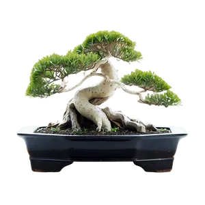 Bonsai Tree With Koi Fish Png Wff PNG Image