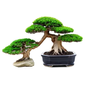 Bonsai Tree With Zen Stones Png Jhq36 PNG Image