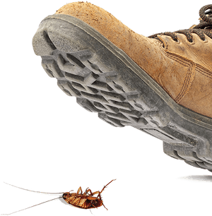 Control Cucarachas Copy - Shoe Stepping On Roach, HD Png Download PNG