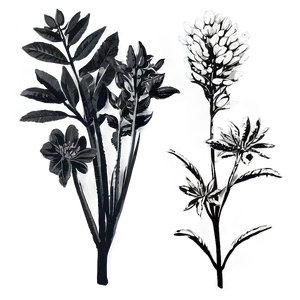 Botanical Black And White Png 22 PNG Image