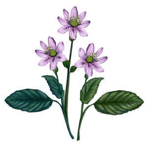 Botanical Flower Drawing Png Uoa PNG Image