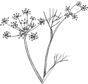 Fennel Flower Line Drawing, HD Png Download PNG image with transparent background