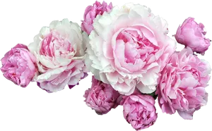 Bouquet_of_ Pink_ Peonies PNG Image