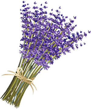 Transparent Violets Png - Transparent Lavender Flower Png, Png Download PNG with transparent background
