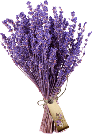 Bouquetof Lavender Flowers.png PNG image with transparent background