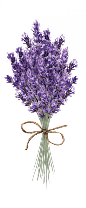 Bouquetof Lavender Flowers.png PNG image with transparent background
