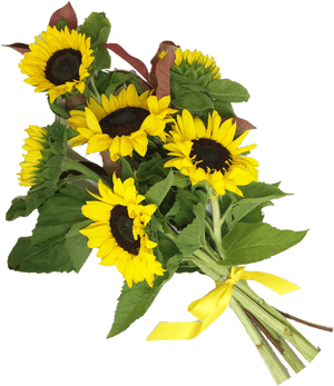 Sunflowers Png Bouquet - Bouquet Of Sunflower Png, Transparent Png PNG
