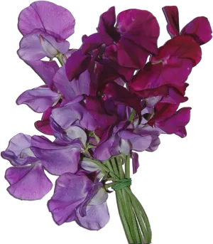 Bouquetof Sweet Peas Flowers PNG Image