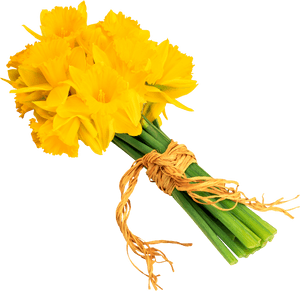 Daffodil, HD Png Download PNG image with transparent background