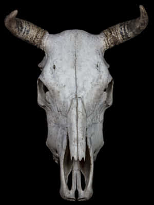 Bovine Skullwith Horns PNG image with transparent background