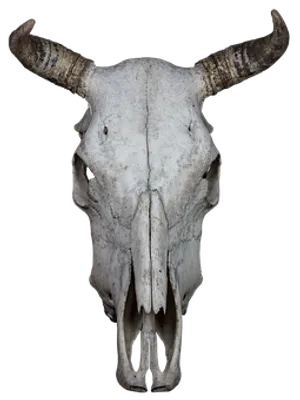 Bovine Skullwith Horns PNG Image