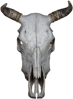 Bovine Skullwith Horns PNG Image