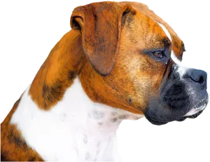 Boxer Dog Profile View PNG Image