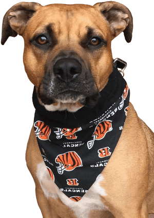 Boxer, HD Png Download PNG image with transparent background