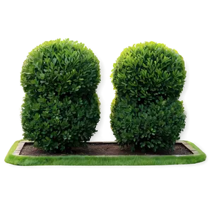 Boxwood Border Png Saq PNG Image