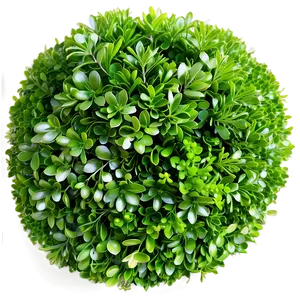 Boxwood Greenery Png Iqu PNG Image