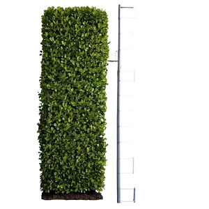 Boxwood Hedge Border Png Grb PNG Image