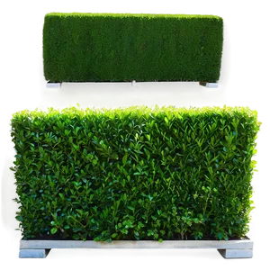 Boxwood Hedge Png 06212024 PNG Image