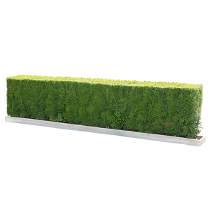 Boxwood Hedge Png Jcg PNG Image