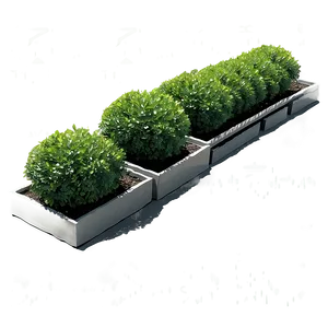 Boxwood Landscape Png Nsn PNG Image